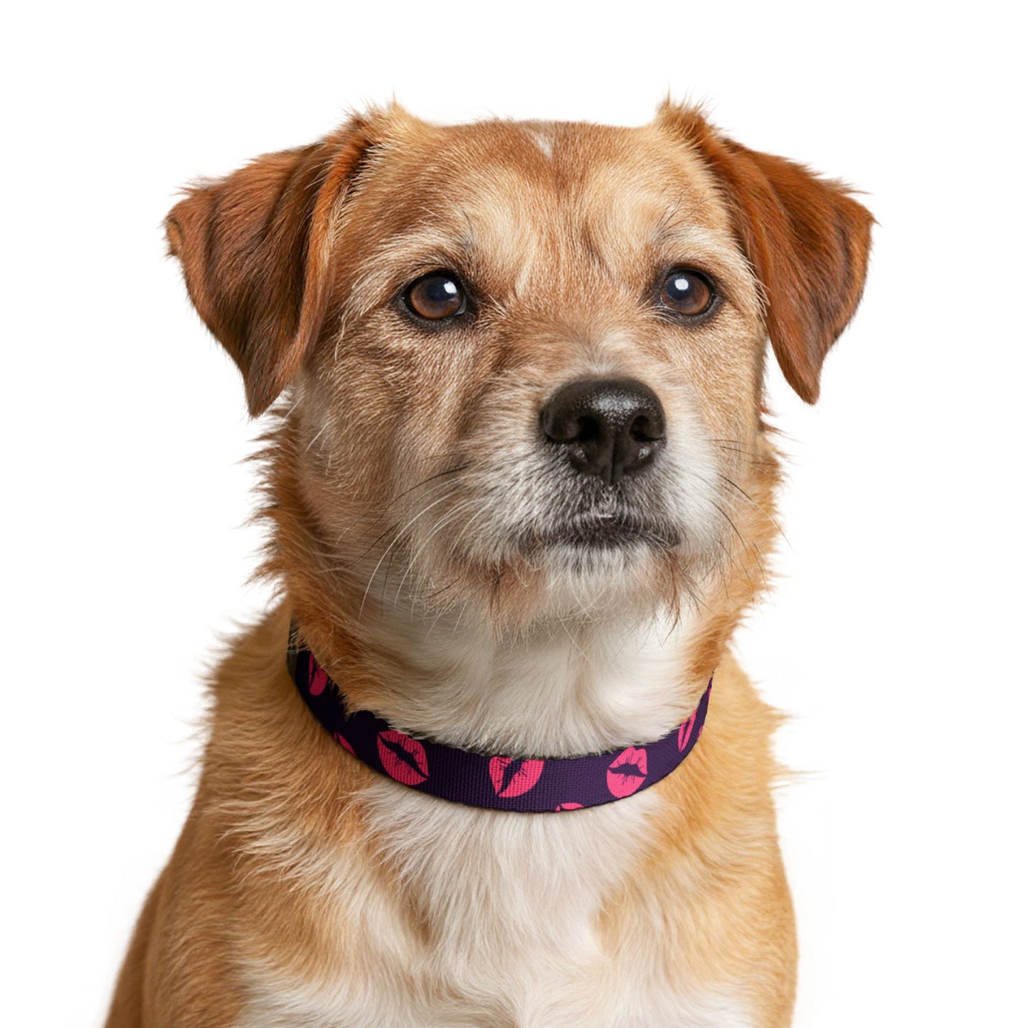 Thanksgiving Clip-on Pet Collar